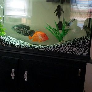 Meet your Posher, Wayne